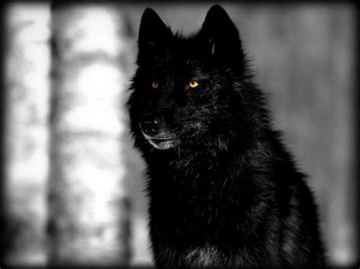 What does Black Wolf mean?