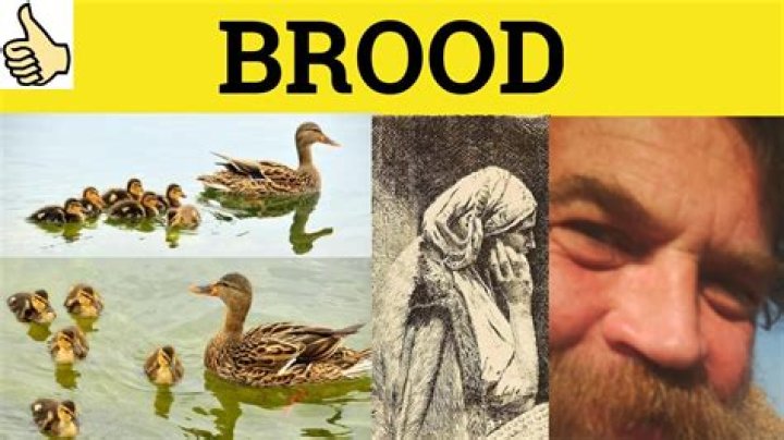 What does broody mean in humans?