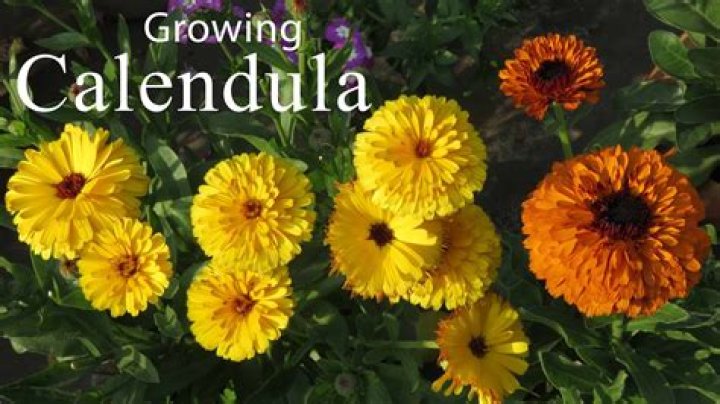 What does Calendula mean?