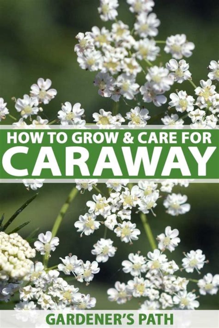 What does caraway plant look like?