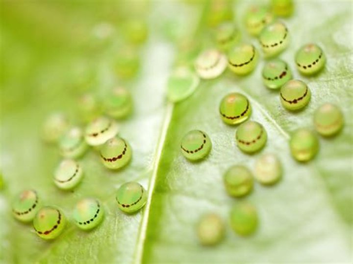 What does caterpillar eggs look like?