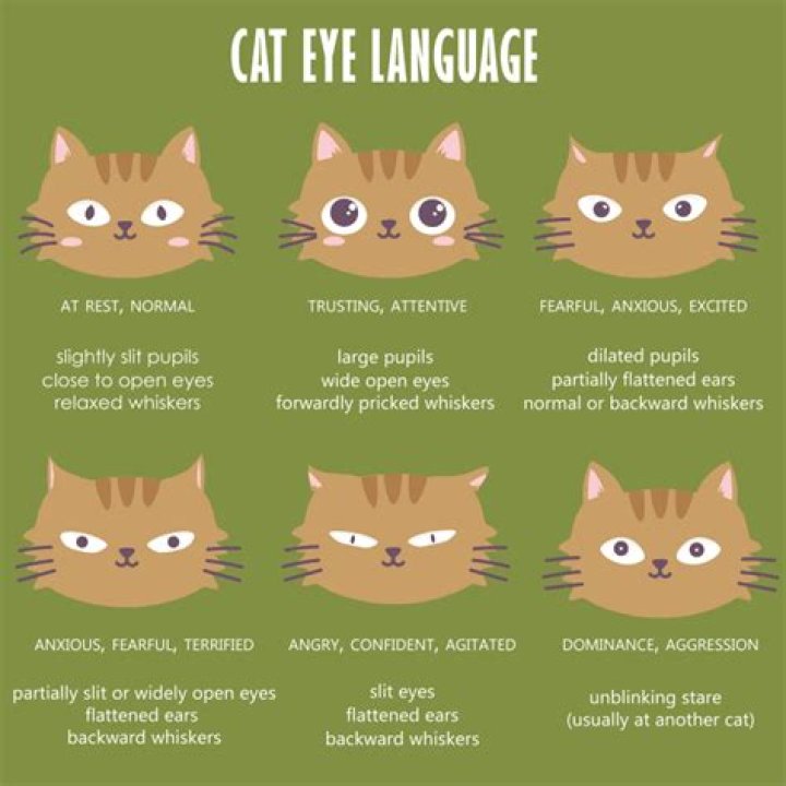 What does De Cat mean?