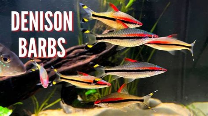 What does Dennison mean?