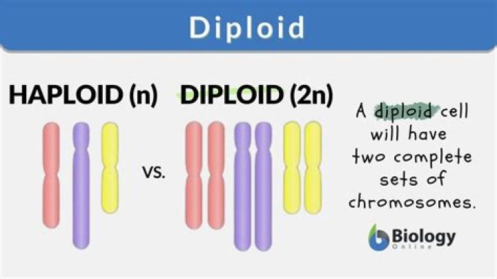 What does diploid mean for humans 1n or 2n?