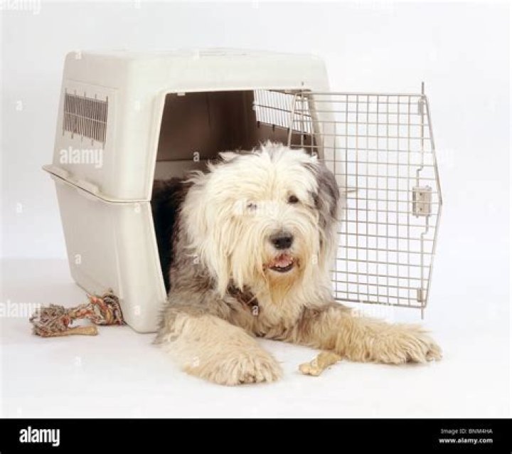 What does dog box mean?