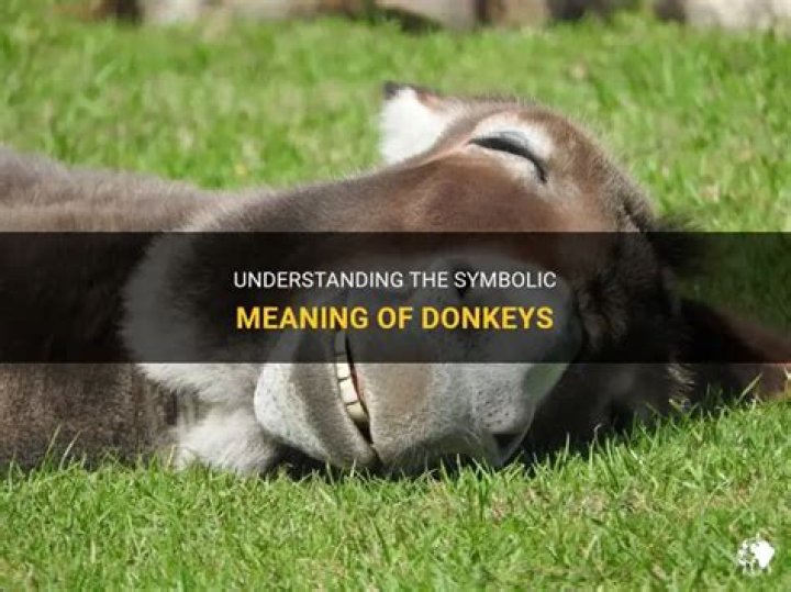 What does donkey's years mean in English?