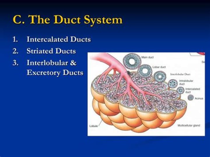 What does duct mean in medical terms?