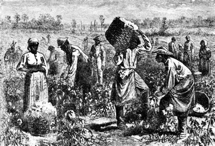 What does free the slaves do?