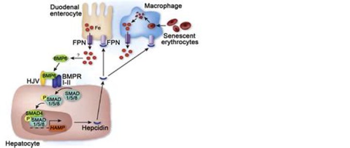 What does heterozygous for the h63d mutation mean?