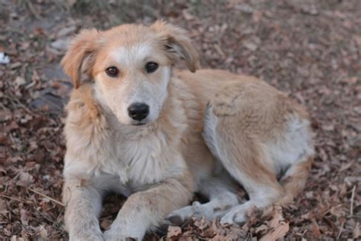 What does intact female dog mean?