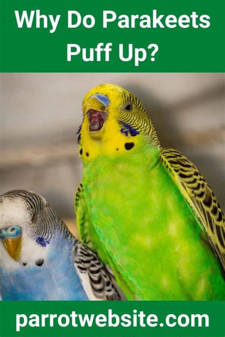 What does it mean if a parakeet puffs up?