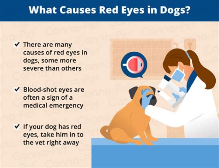What does it mean when a dog's eyes are red?