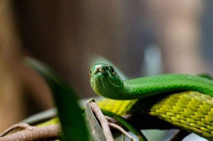 What does it mean when a snake is stargazing?