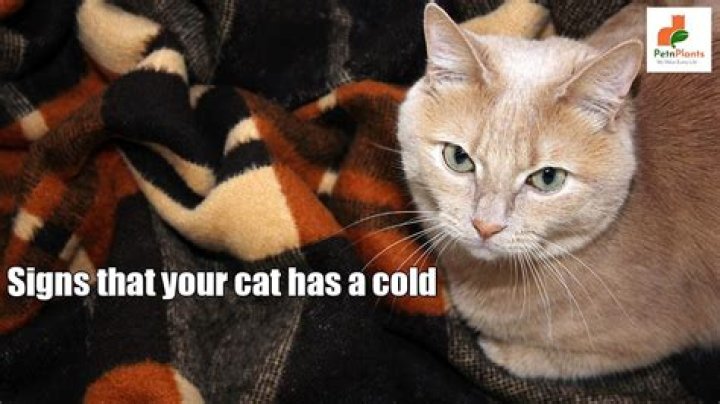 What does it mean when your cat has a cold nose?
