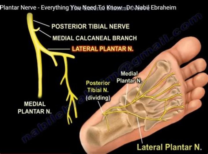 What does lateral plantar nerve innervate?