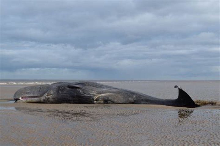 What does like a beached whale mean?