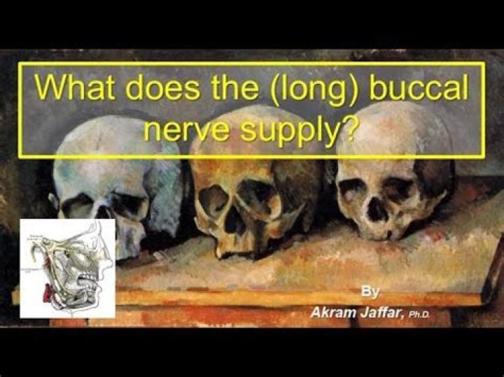What does long buccal nerve supply?