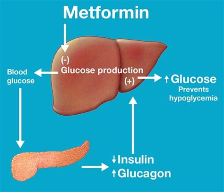 What does metformin do to the pancreas?