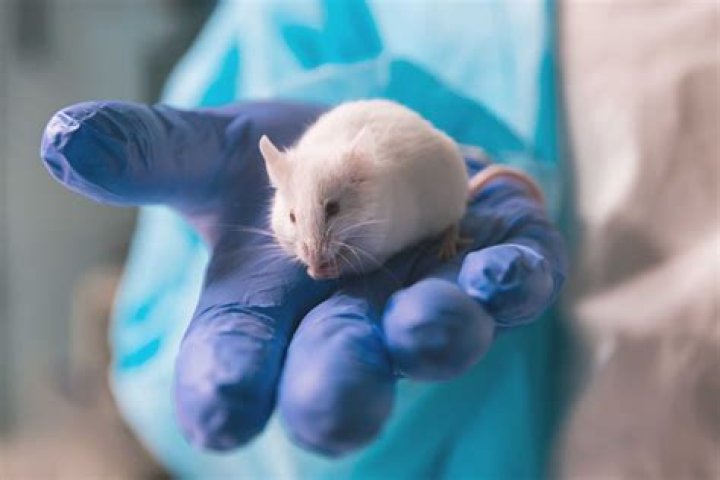 What does mice taste like?