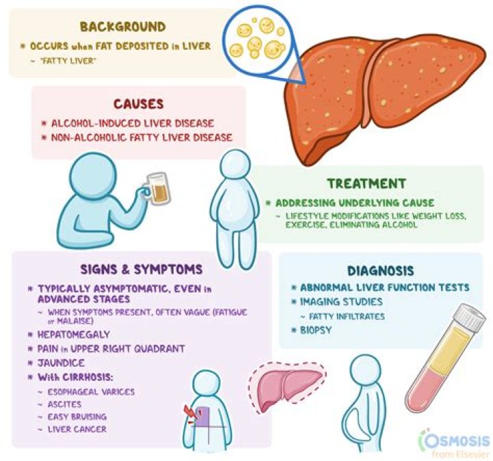 What does no hepatomegaly mean?