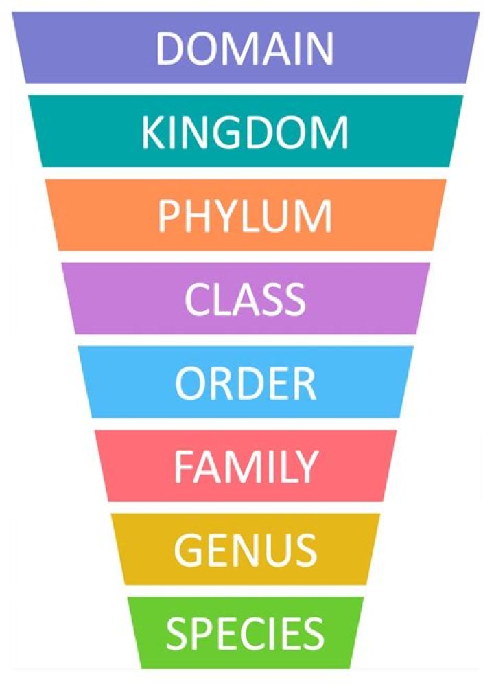 What does on the order of mean?