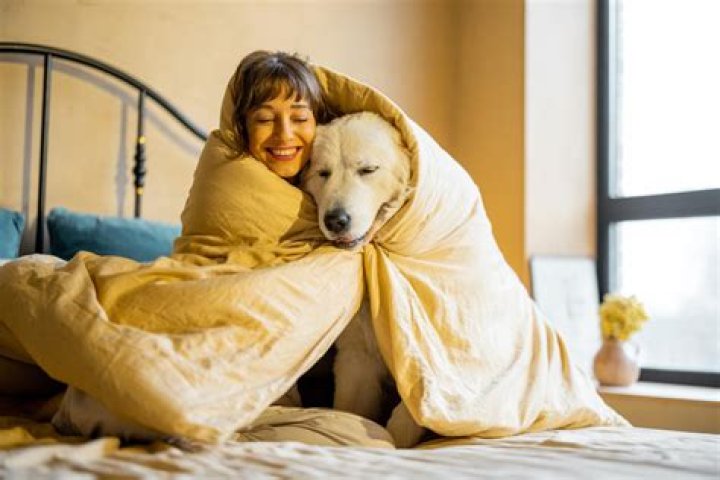 What does overnight pet sitting mean?
