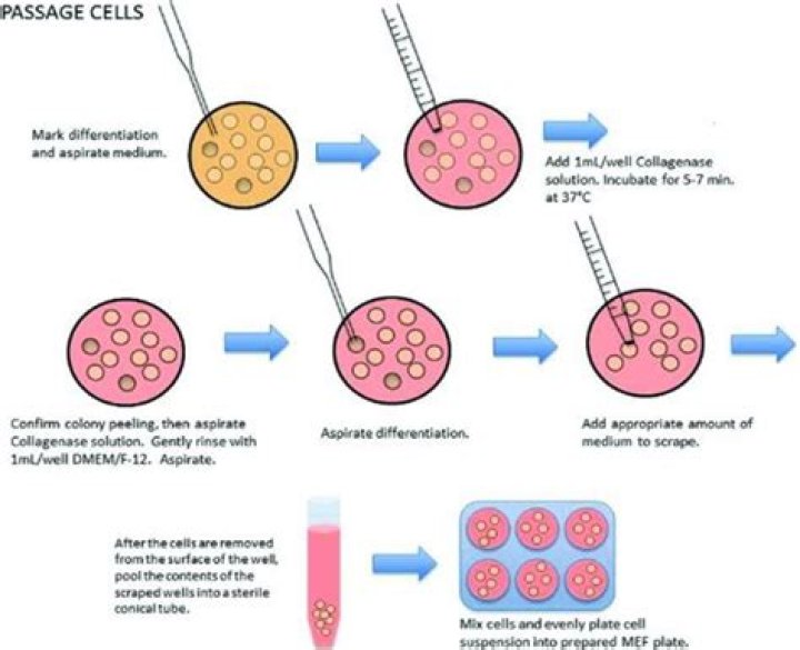 What does passage mean in cell culture?