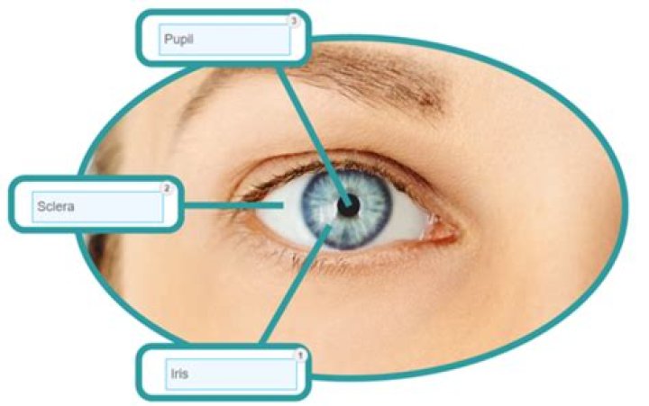 What does Periocular mean?