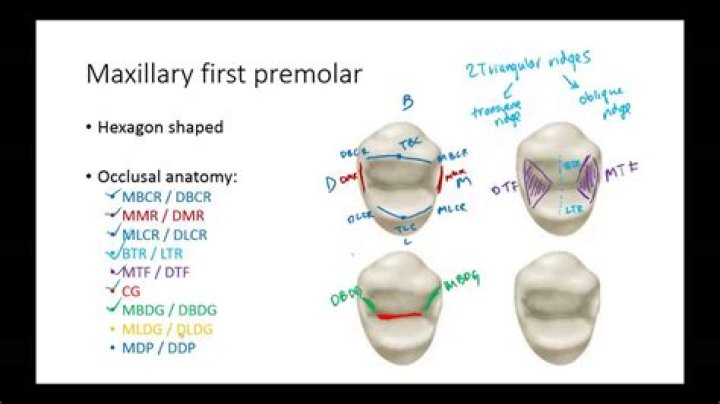What does premolar mean?