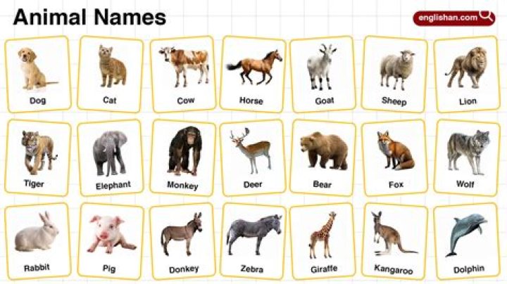 What does pts mean in animals?