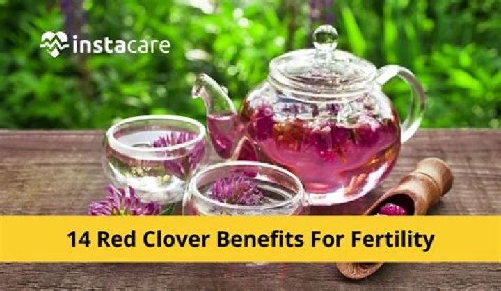 What does red clover do for fertility?