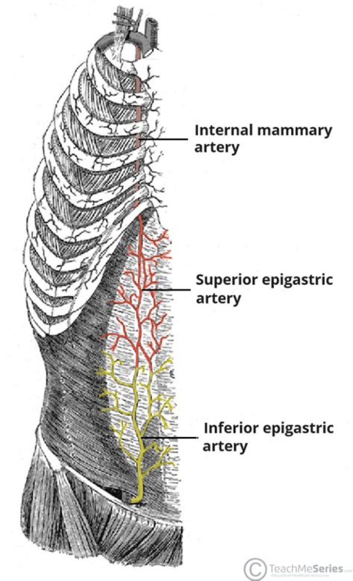 What does superior epigastric artery supply?