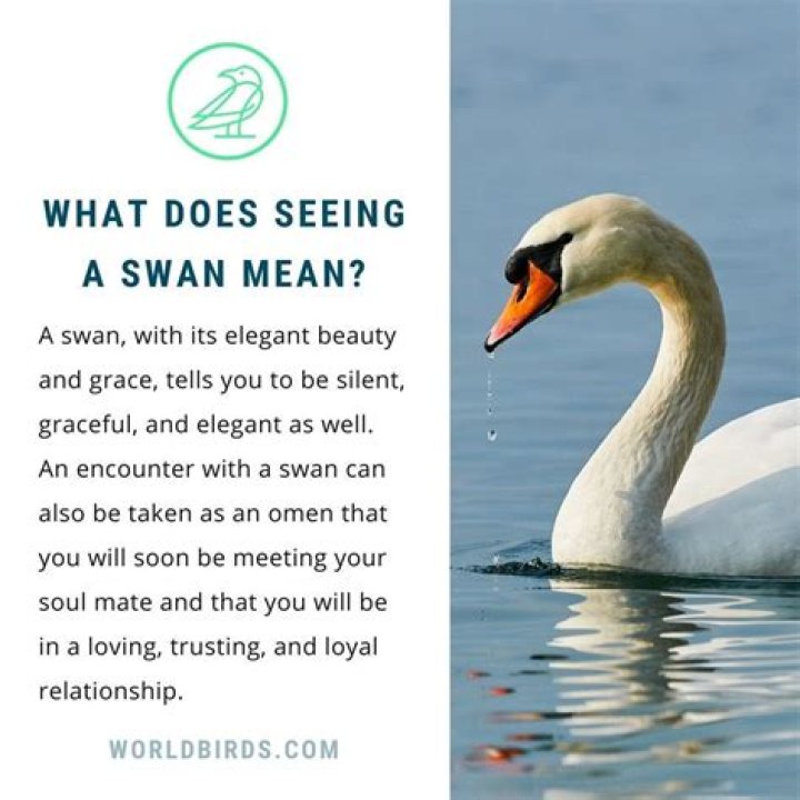 What does swan mean?
