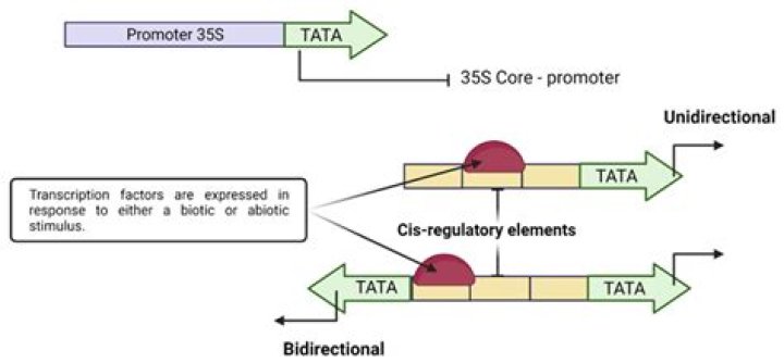 What does the 35S promoter gene do?
