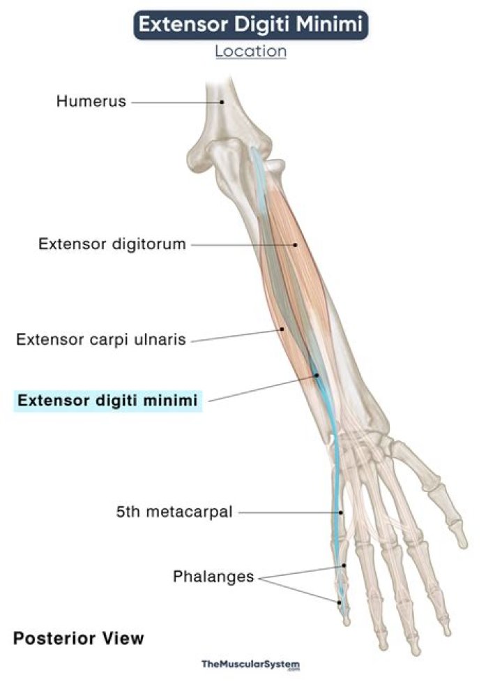 What does the extensor Digiti Minimi do?