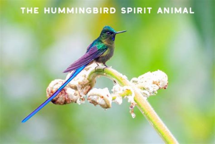 What does the hummingbird spirit animal mean?