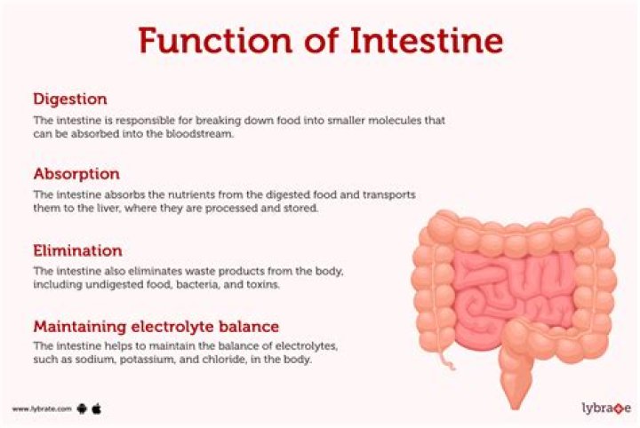 What does the intestine do?