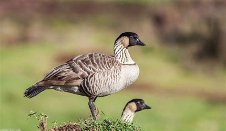 What does the Nene look like?