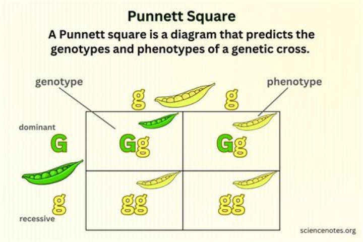 What does the result of a Punnett Square Show?