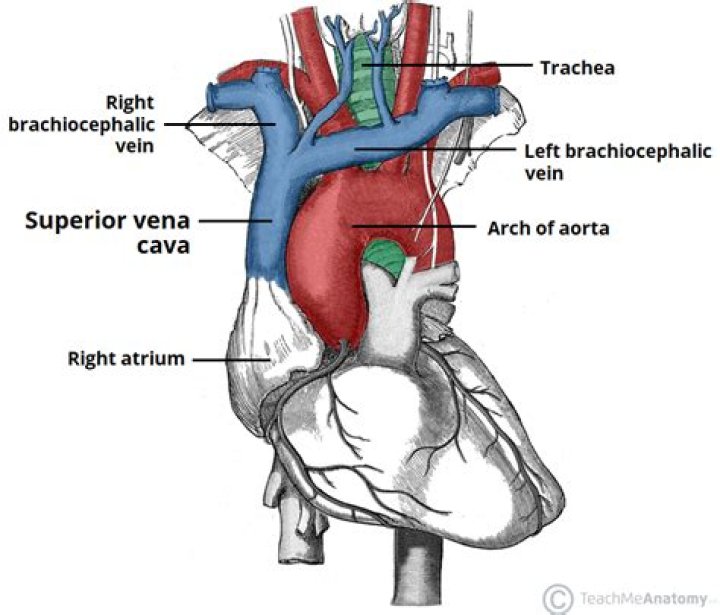 What does the superior vena cava service?