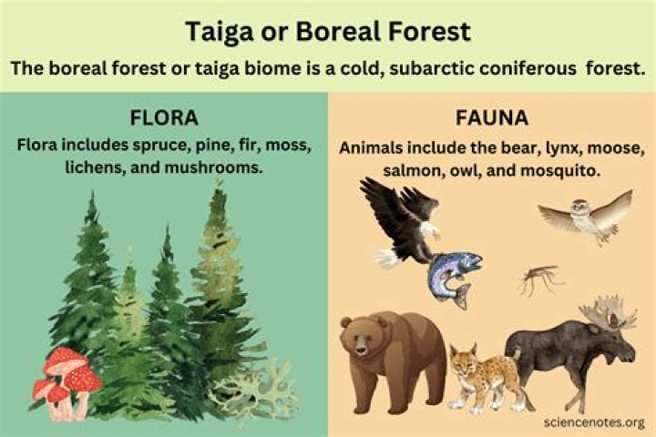 What does the taiga forest produce?