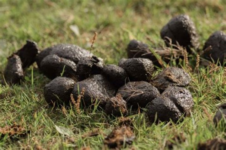 What does turd mean in Australia?