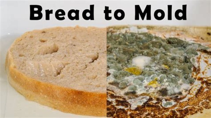 What does wheat bread mold look like?