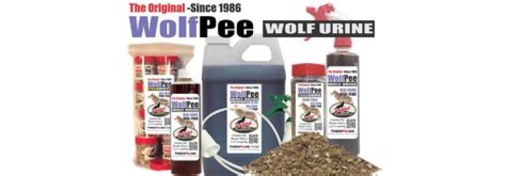 What does wolf urine attract?
