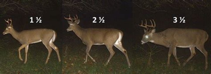 What does young buck mean?