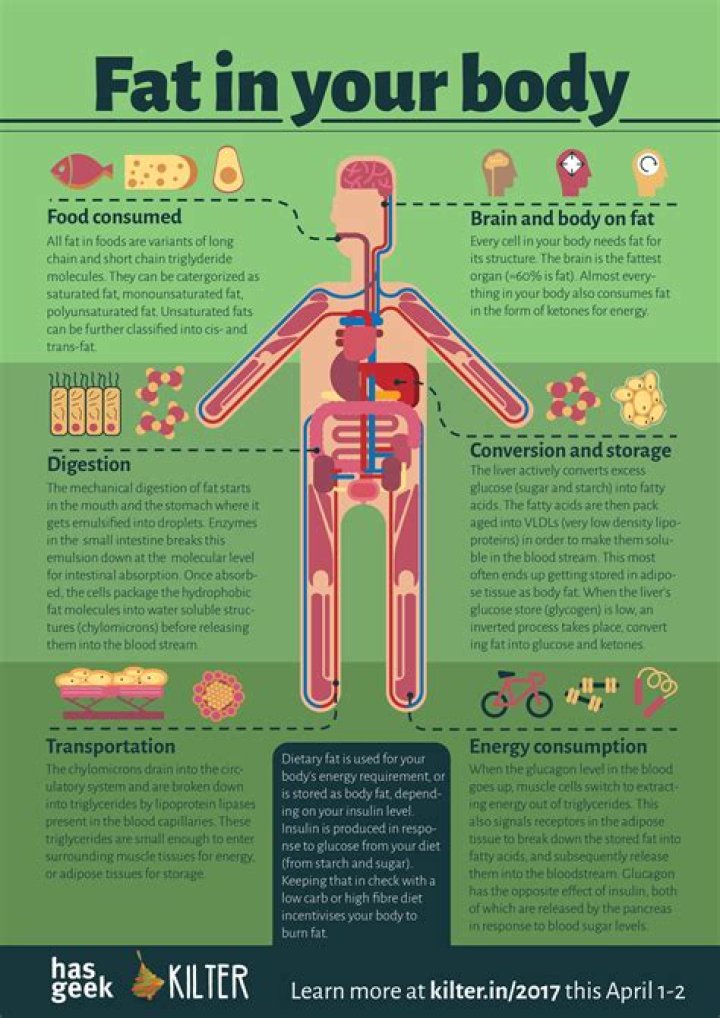 What does your body turn into fat?
