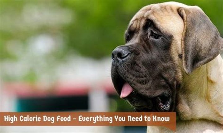 What dog food has the most calories per cup?