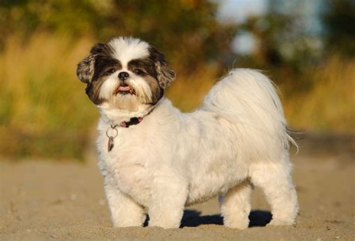 What dog goes well with a Shih Tzu?