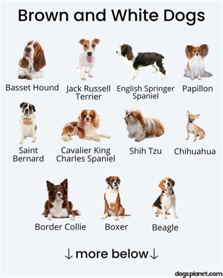 What dog is brown and white?