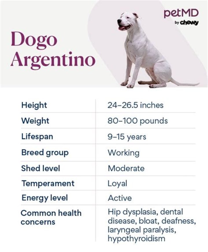 What dog is Doggo?